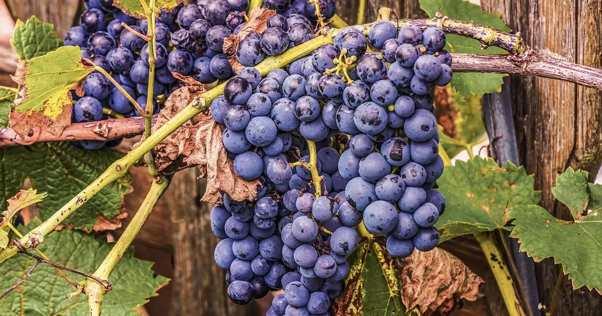 Raisins de table : entretien et éclaircissage des grappes en août