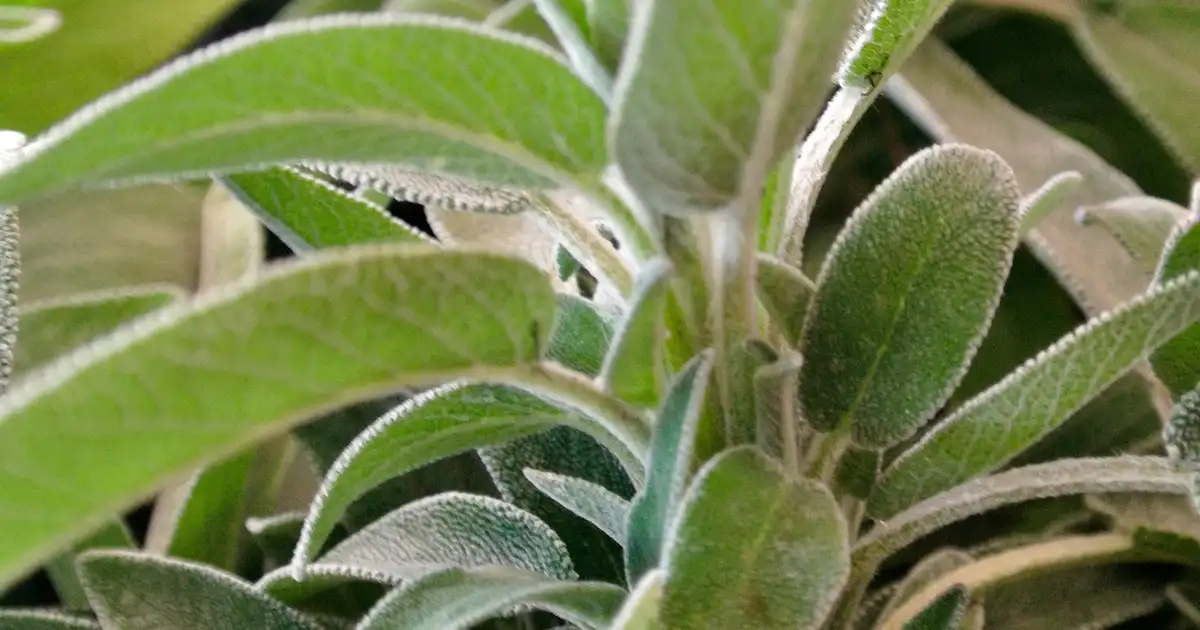 Récolter et sécher les herbes aromatiques en août au jardin bio