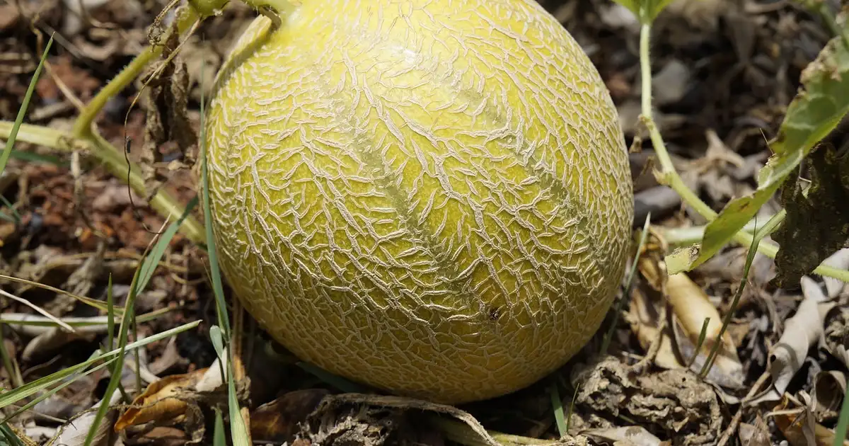 Récolter les melons et pastèques : les signes de maturité clés