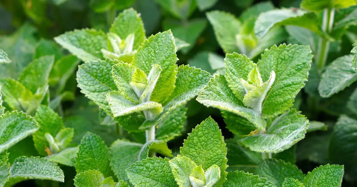 Sécher et conserver ses herbes aromatiques en fin d&rsquo;été sans perdre l&rsquo;arôme