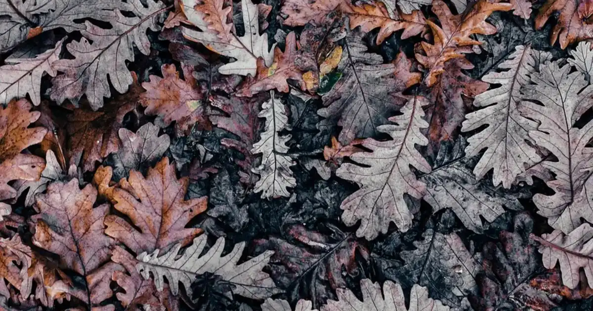 Que faire des feuilles mortes au jardin ? 7 usages simples et malins