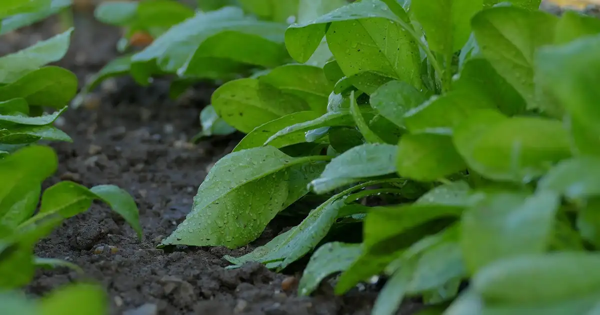 Que planter en automne : légumes, fleurs et arbres à privilégier