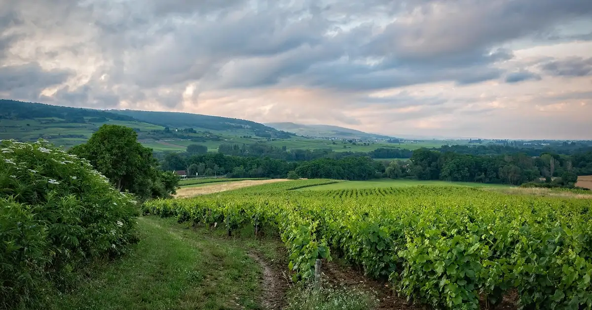 Quel poivrier peut-on planter en Bourgogne ? Toutes les options