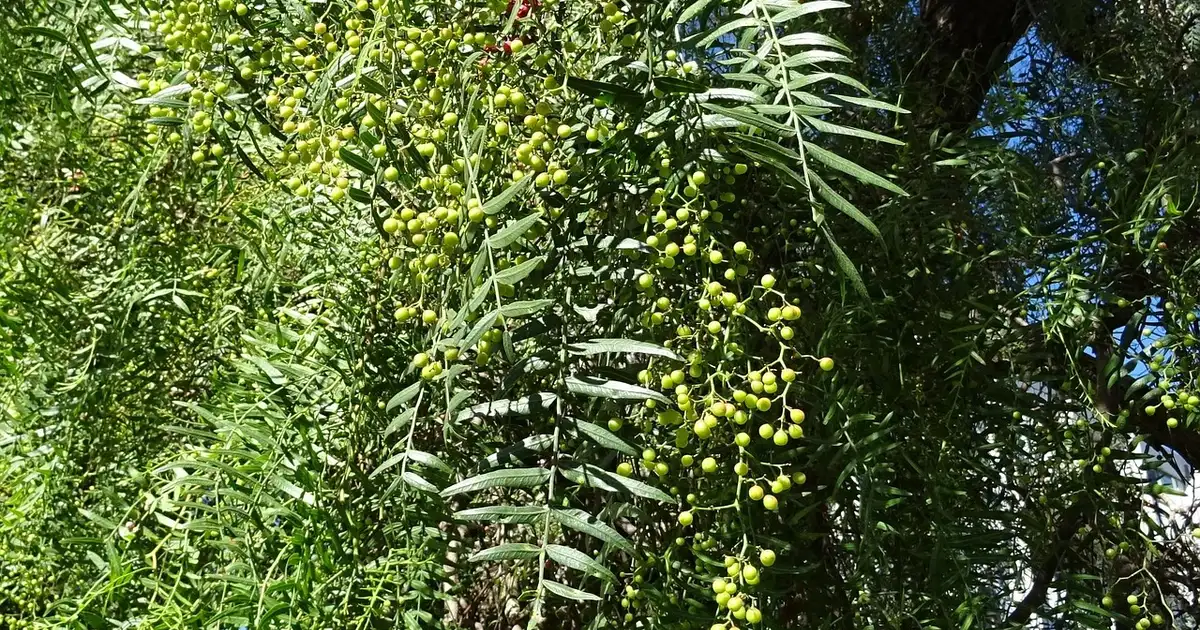 Quel poivrier peut-on planter en Franche-Comté ? Toutes les options