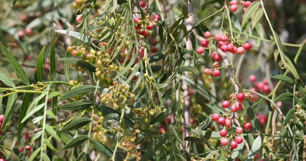 Quel poivrier peut-on planter en Île-de-France ? Guide complet