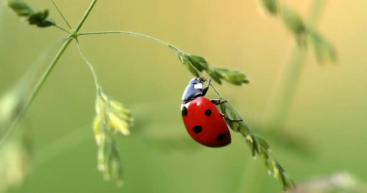 Abri à insectes : accueillir les auxiliaires du jardin en hiver