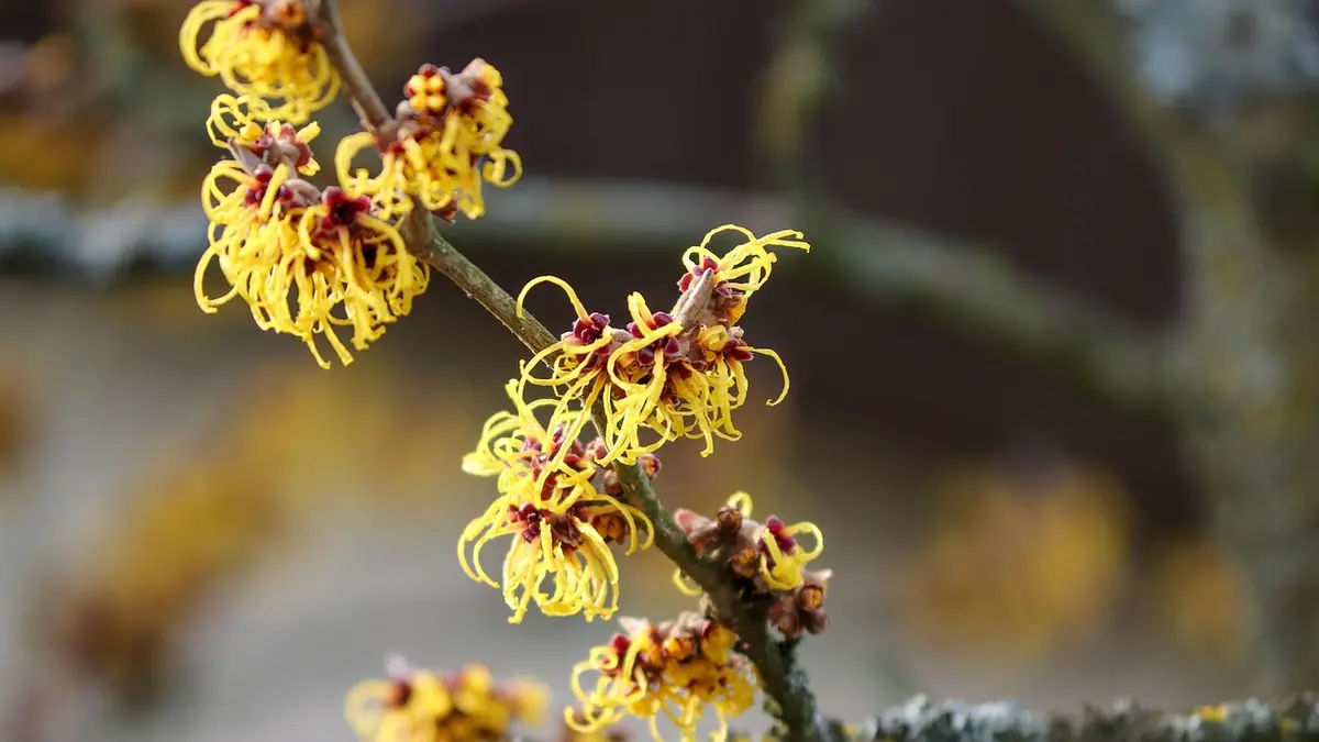 Arbuste à fleurs d&rsquo;hiver : lequel choisir pour parfumer le jardin