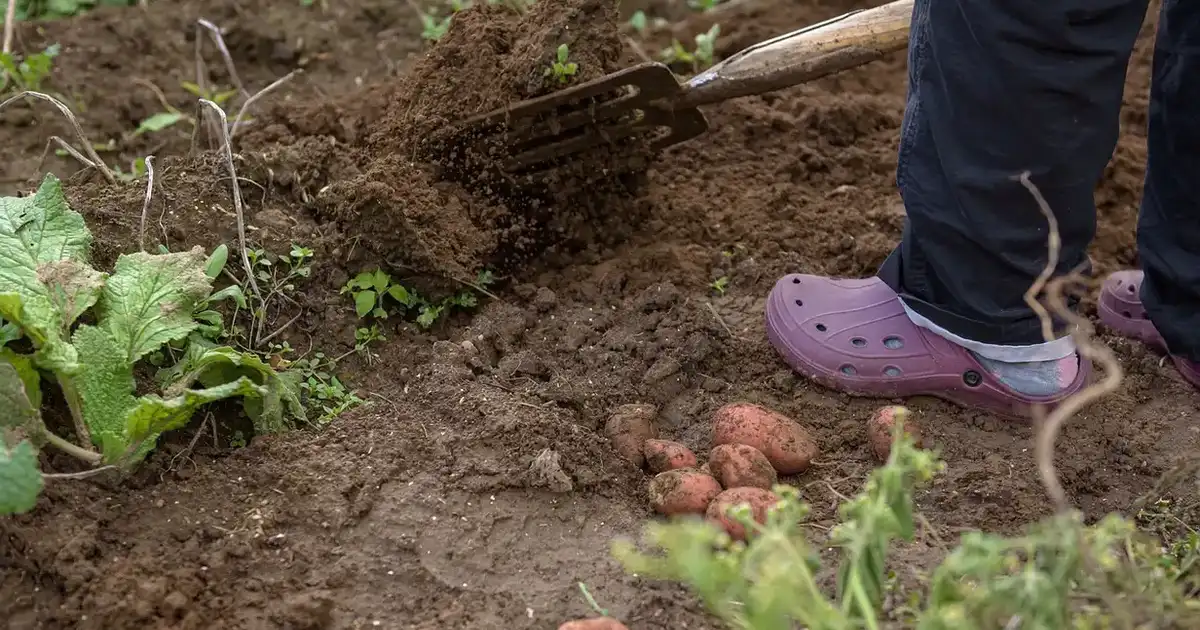 Bêcher le potager en automne : faut-il vraiment retourner la terre