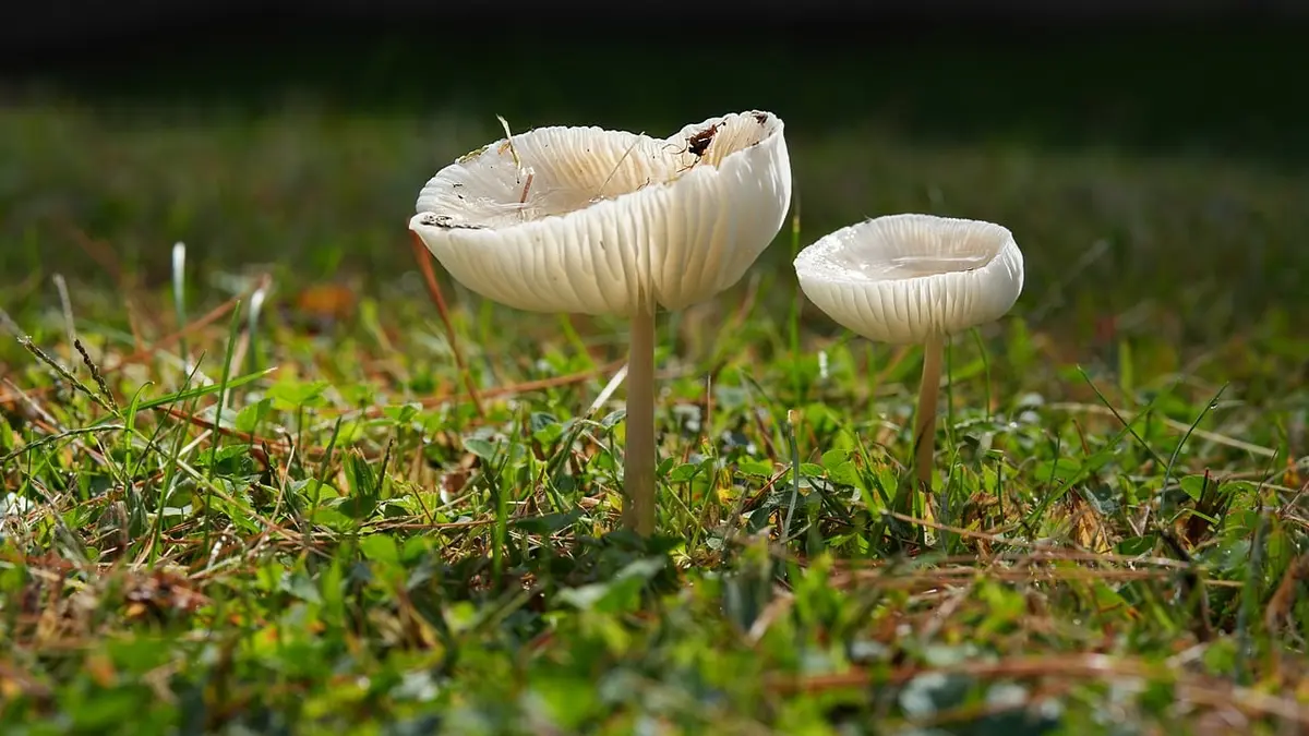 Champignons dans la pelouse en automne : faut-il les enlever ?