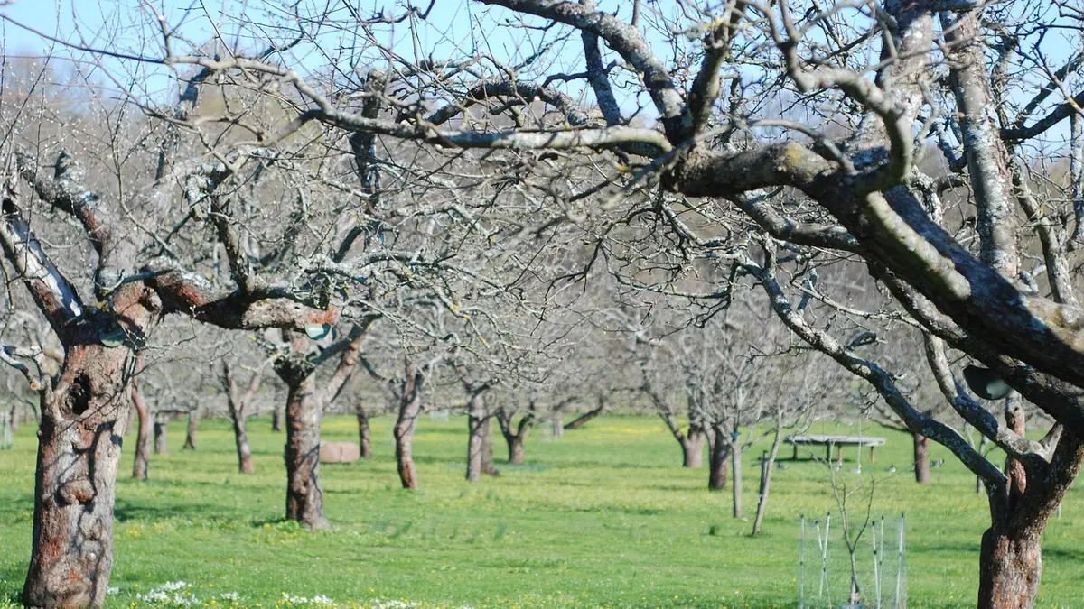 Chaulage des arbres fruitiers : la recette bio et le bon moment