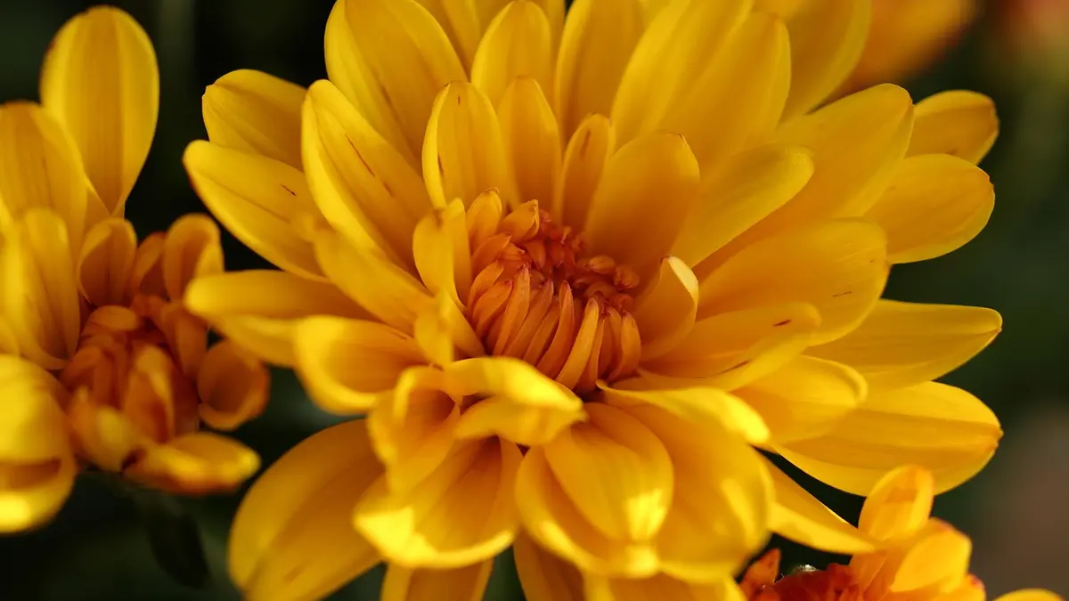Chrysanthème après la Toussaint : que faire de vos pots fleuris