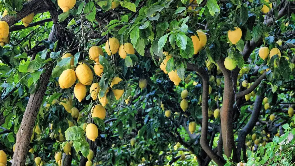 Citronnier qui perd ses feuilles en hiver : causes et solutions