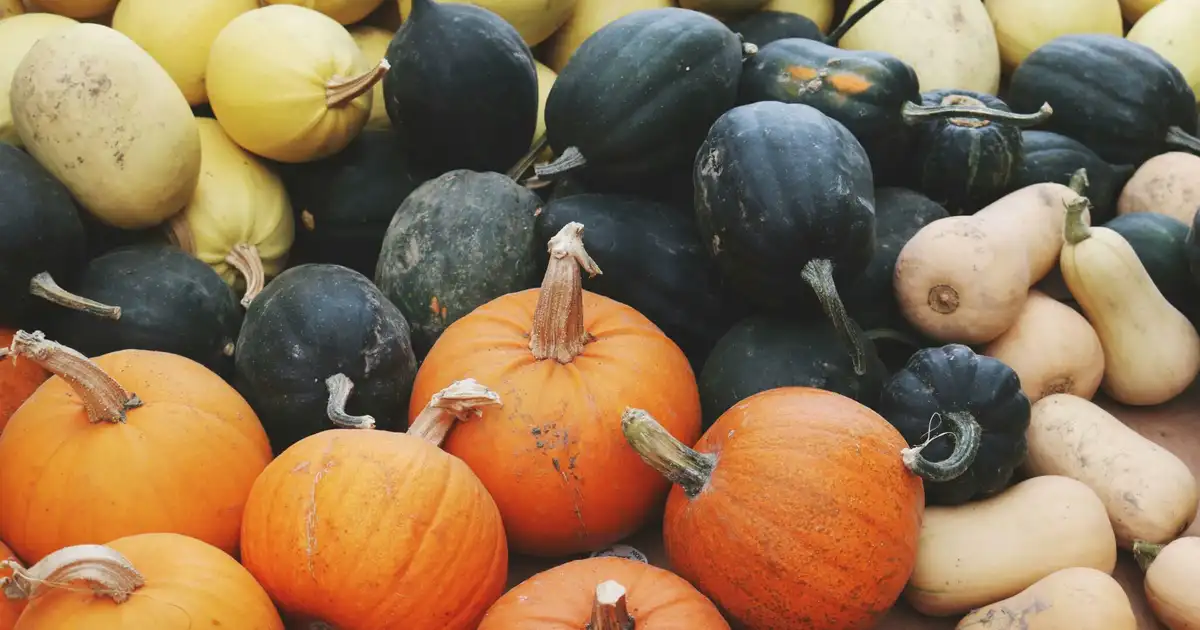 Citrouille d&rsquo;Halloween : bien la choisir, la garder et la cuisiner