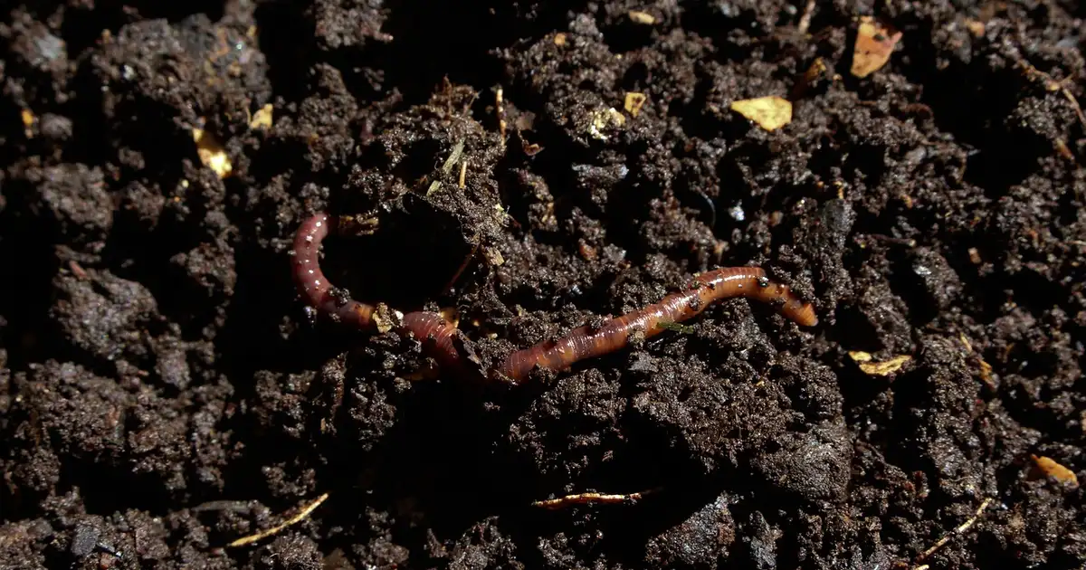 Compost en hiver : entretenir son tas quand les températures chutent