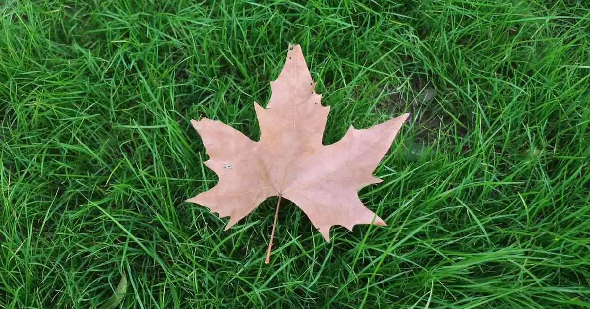 Dernière tonte avant l&rsquo;hiver : quand arrêter de tondre la pelouse