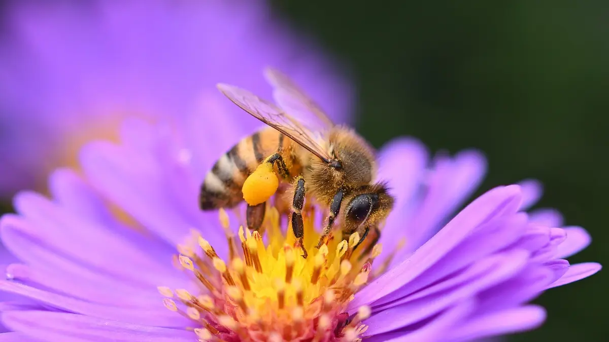Fleurs de novembre : 8 plantes qui fleurissent encore au jardin