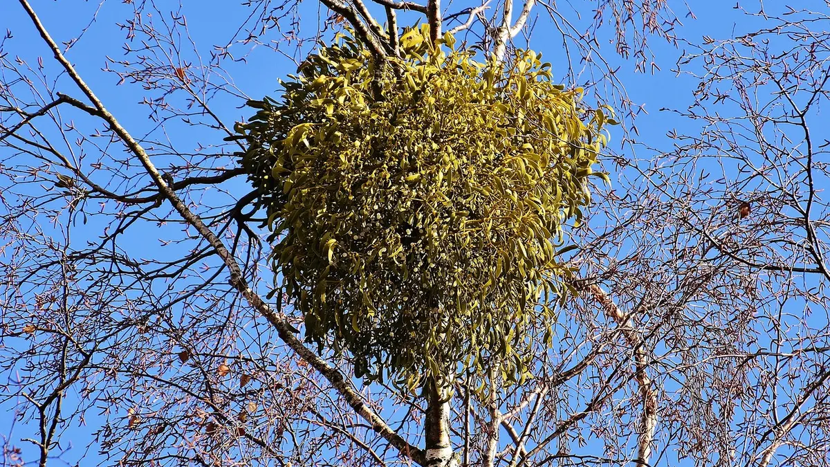 Gui dans les arbres fruitiers : faut-il l&rsquo;enlever et comment le couper