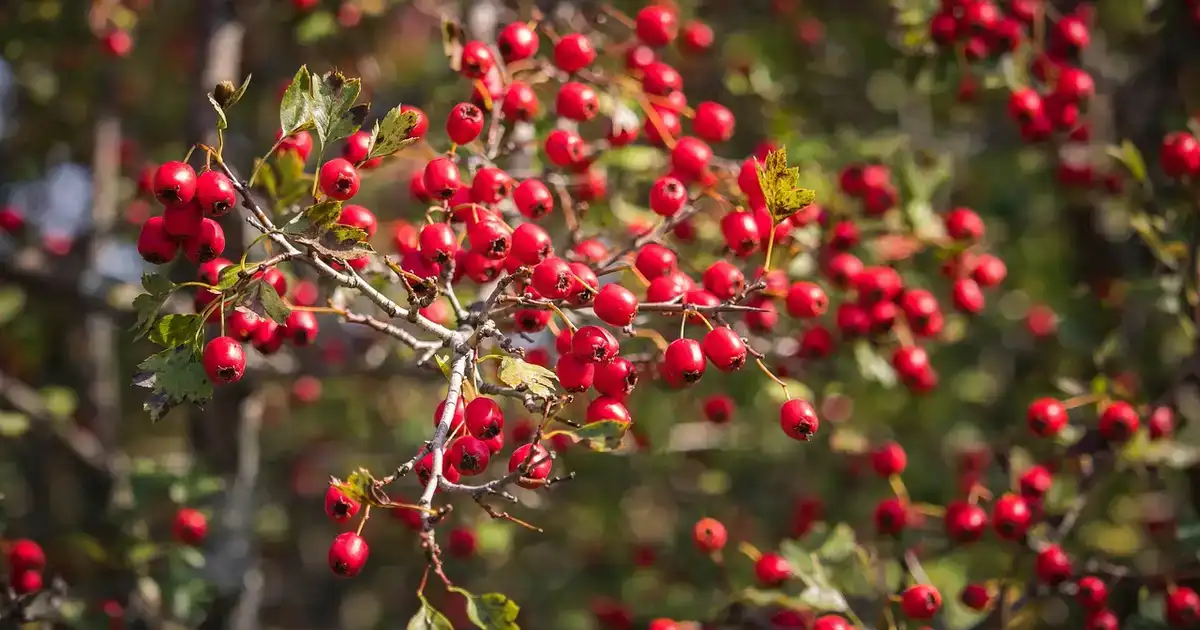 Haie champêtre : quand et comment la planter en automne