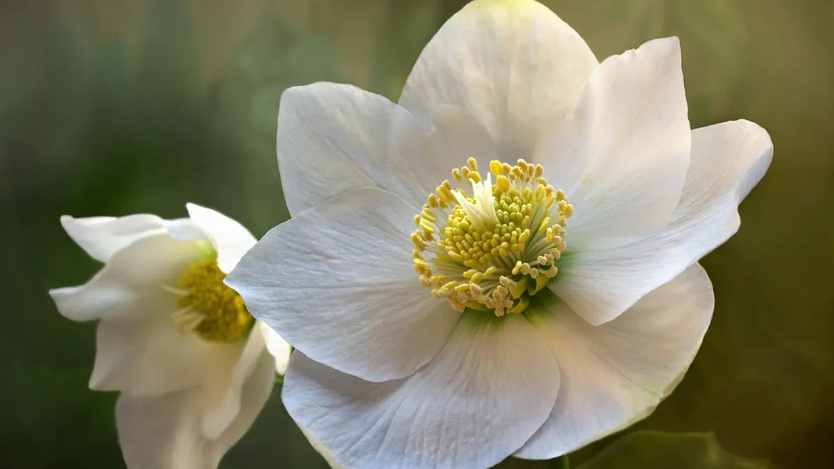 Hellébore : planter la rose de Noël pour fleurir tout l&rsquo;hiver