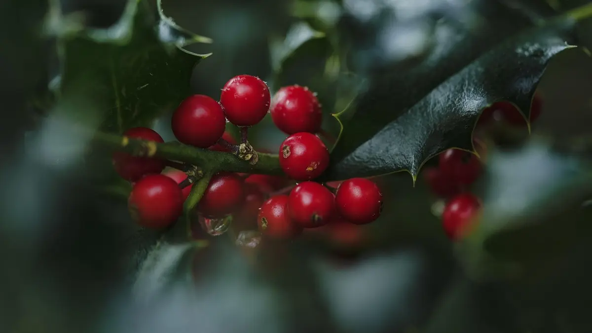 Houx sans baies : pourquoi votre houx ne fait pas de fruits rouges