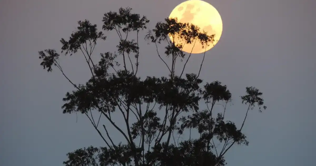Jardiner avec la lune en novembre : semis, plantations et récoltes