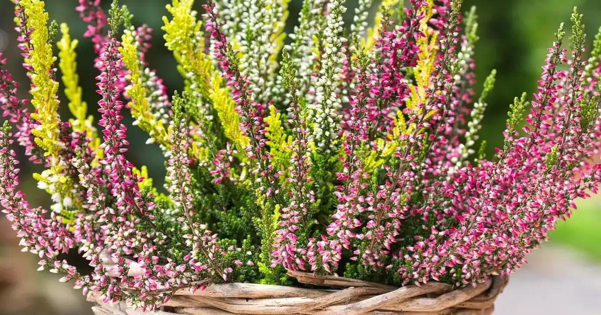 Jardinière d’automne : quelles fleurs planter pour tout l’hiver