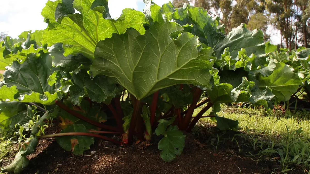 Rhubarbe : planter ou diviser les souches en automne au potager