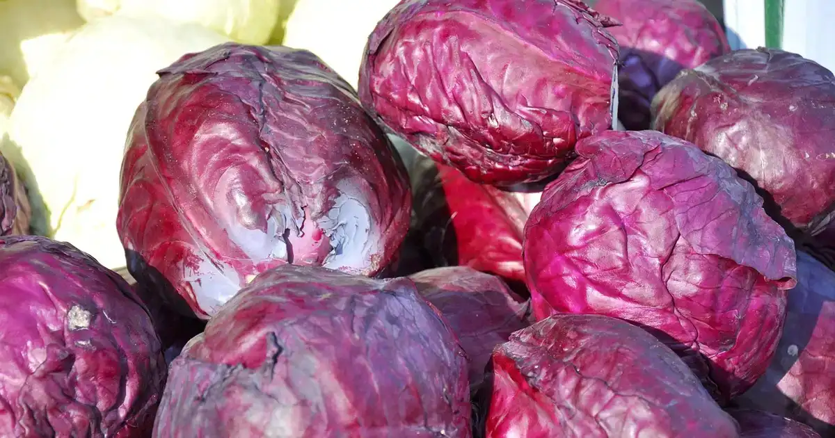 Lactofermentation des légumes : conserver sa récolte d&rsquo;automne