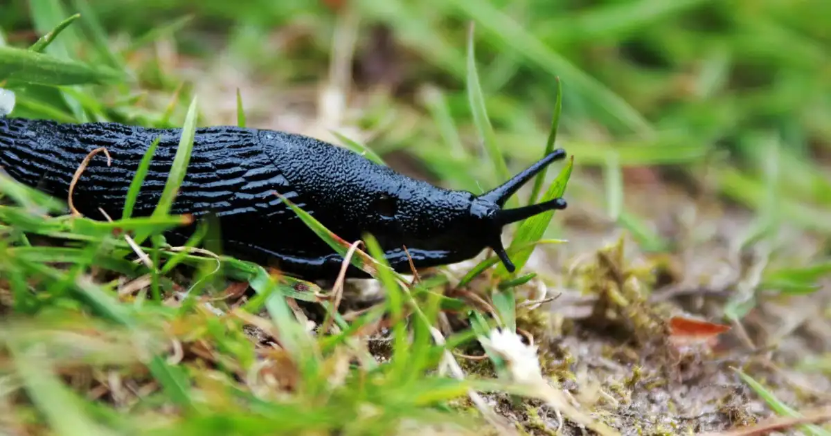 Limaces en automne : comment protéger le potager naturellement