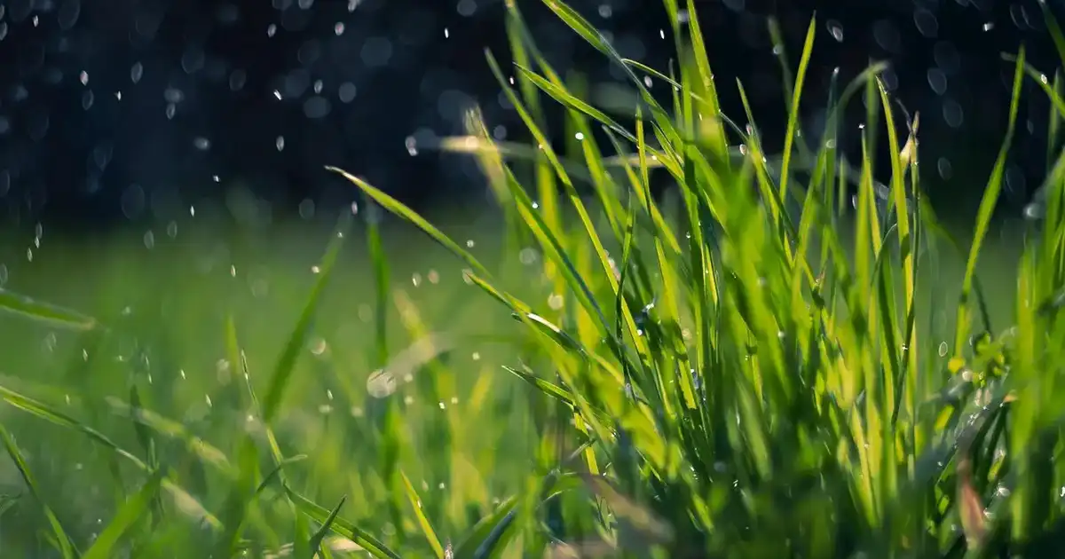 Mousse dans la pelouse : causes, solutions naturelles et prévention