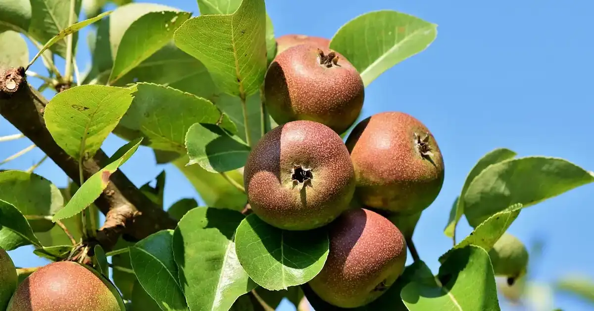 Nettoyer le verger en automne : prévenir maladies et parasites