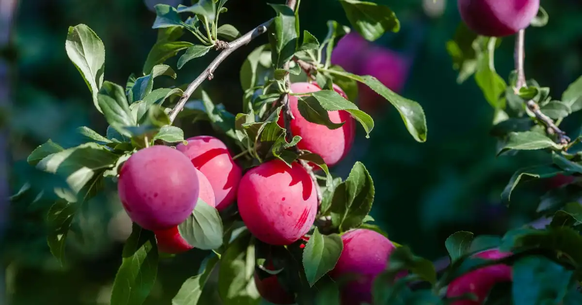 Planter un arbre fruitier en automne : la méthode complète pas à pas
