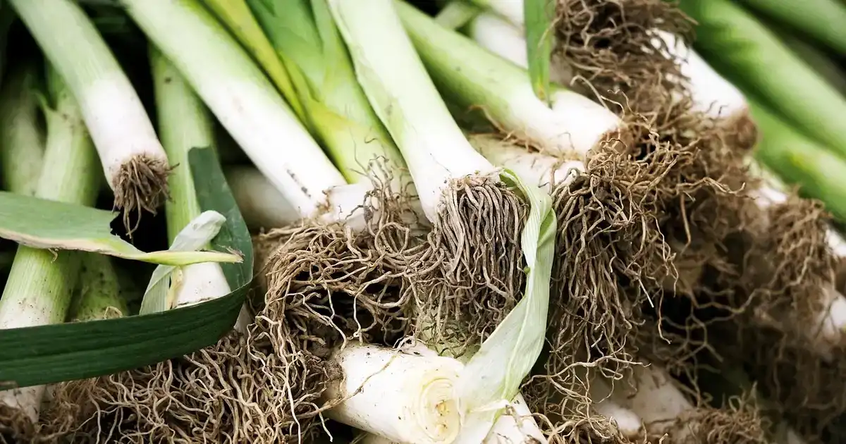 Planter en racines nues : la méthode pour une reprise réussie