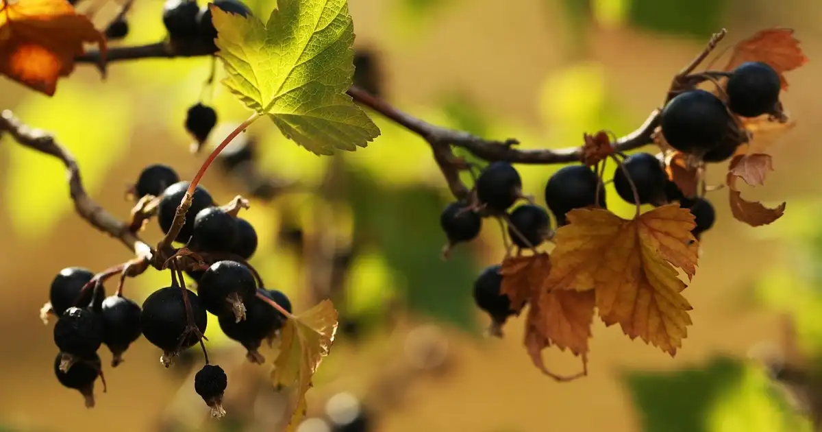 Planter des petits fruits en automne : le bon moment