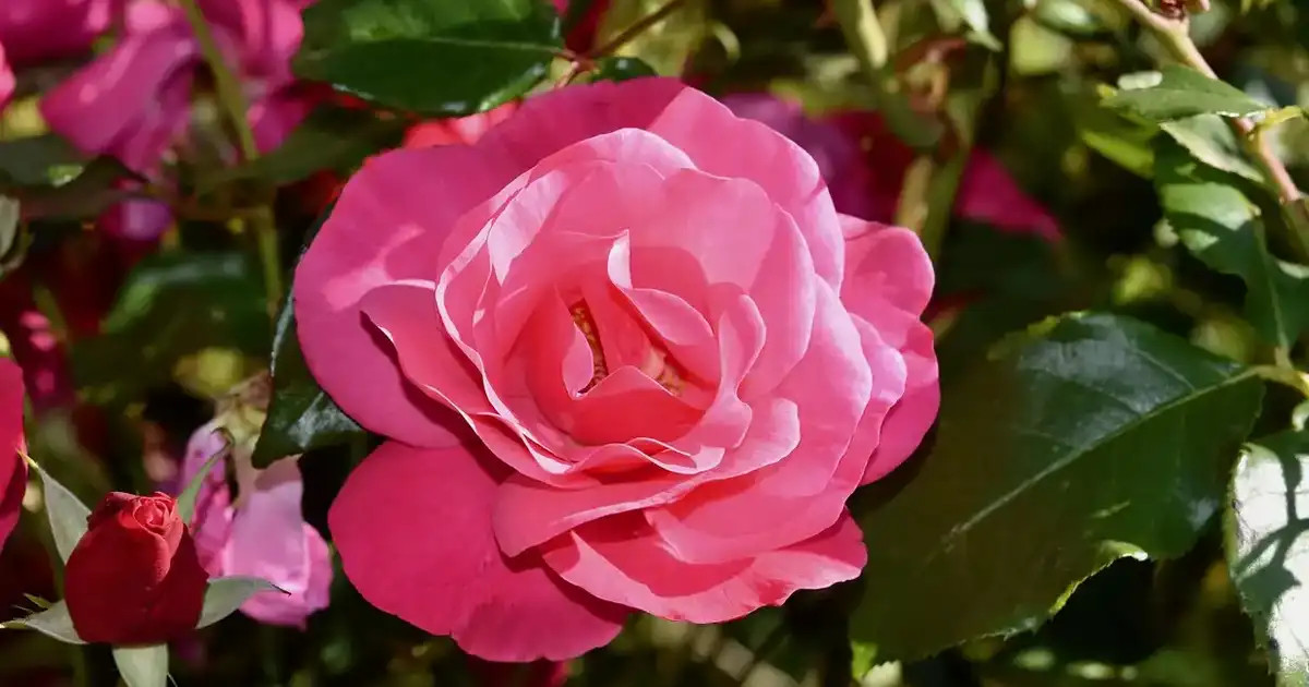 Planter un rosier en automne : racines nues, sol et bonne reprise