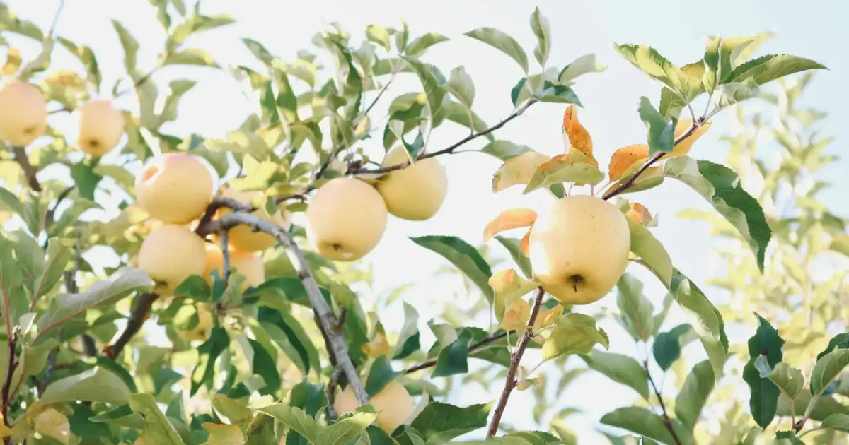 Pommier qui ne donne pas de fruits : les causes et les solutions