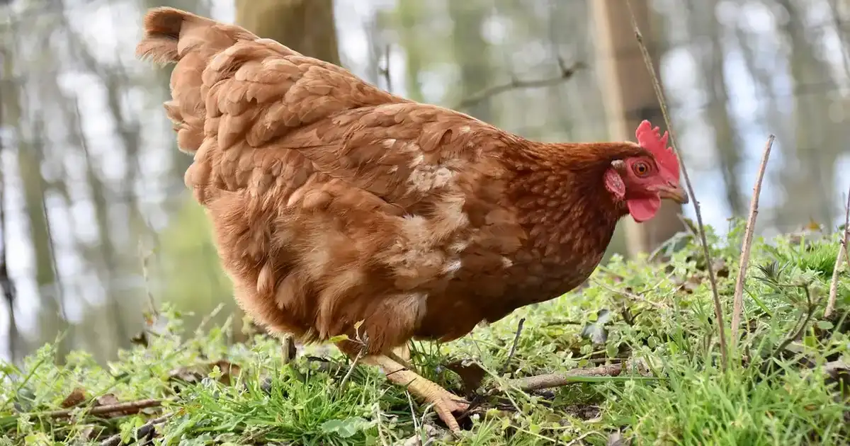 Poules en hiver : préparer le poulailler et maintenir la ponte