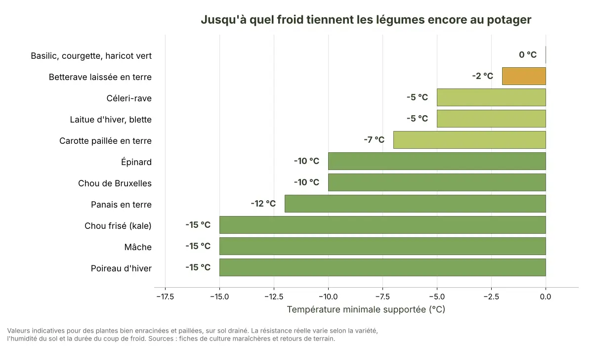 Graphique en barres comparant la temperature minimale supportee par onze cultures du potager, du basilic a 0 degre au chou frise a moins quinze degres