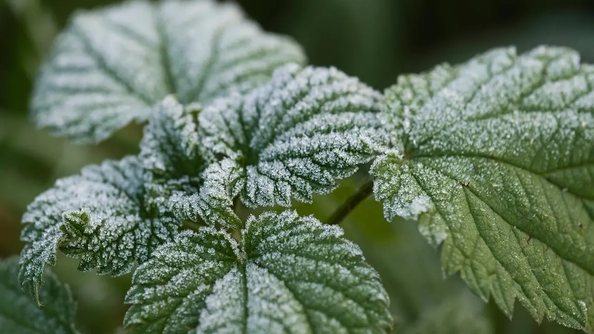 Premières gelées au jardin : les gestes à faire dès cette semaine