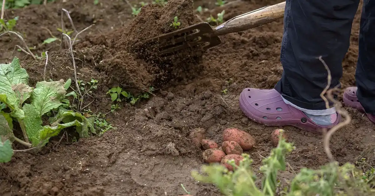 Préparer la terre du potager avant l&rsquo;hiver : faut-il bêcher ?