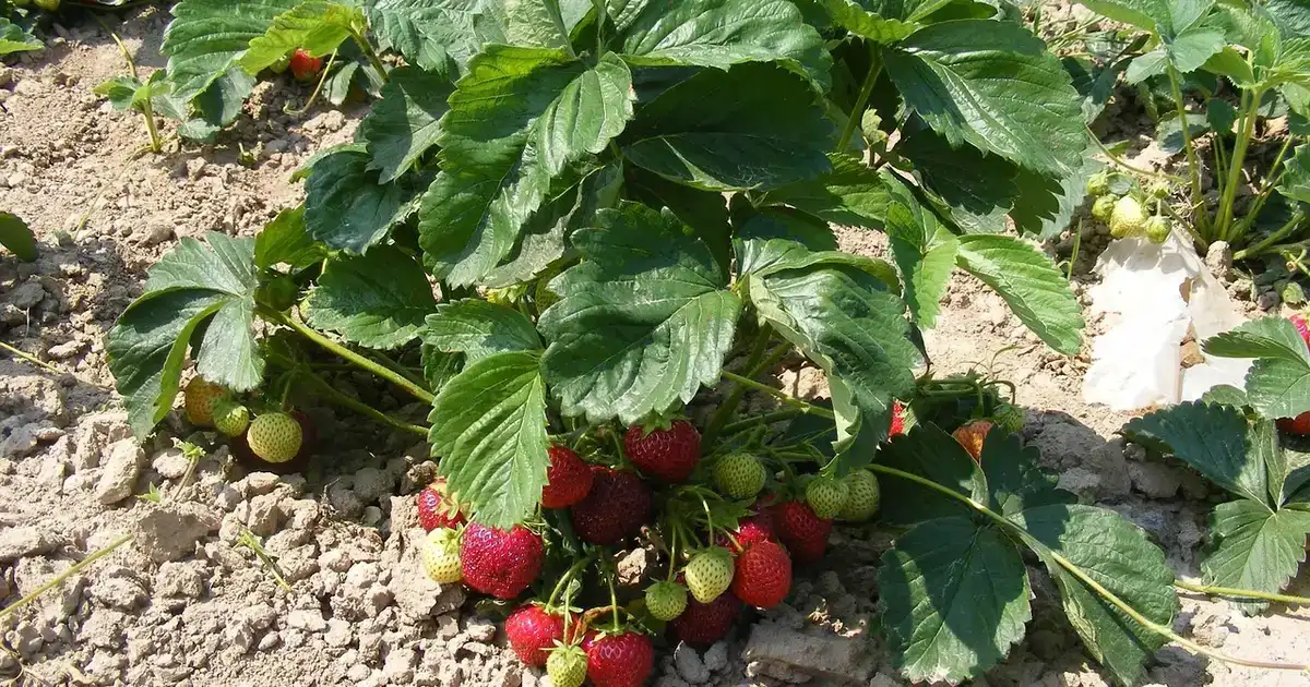 Protéger les fraisiers en hiver : nettoyer, pailler et passer le froid