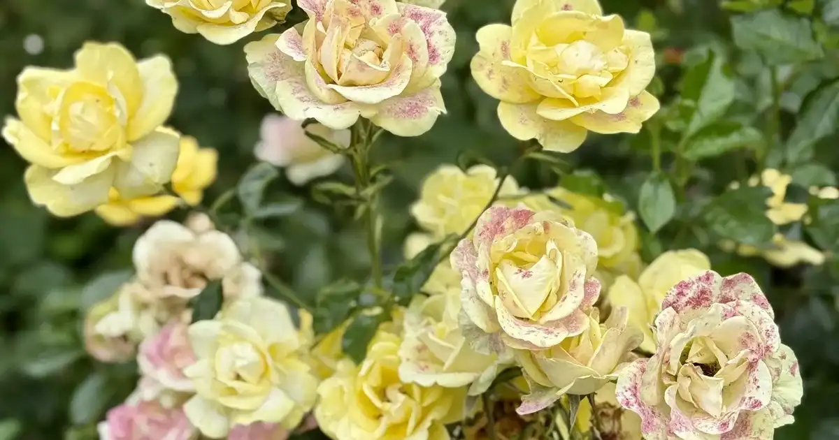 Protéger les rosiers en hiver : voile, paillage et butte de terre