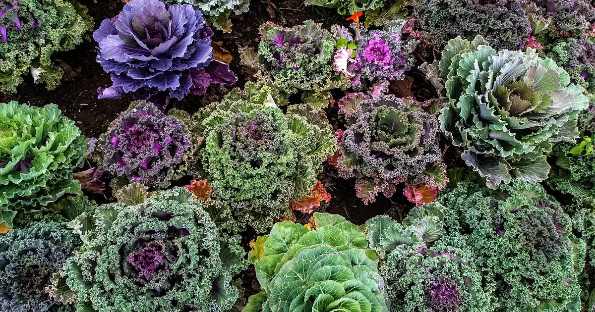 Que faire au jardin en novembre : les travaux du mois