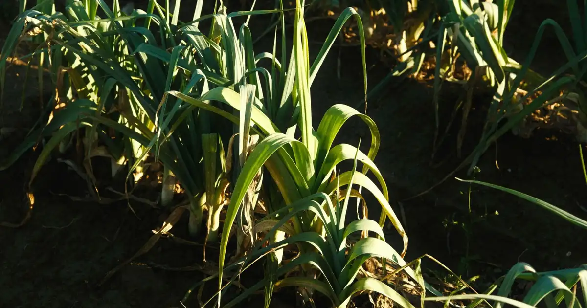 Que planter en novembre au potager, au verger et au jardin bio