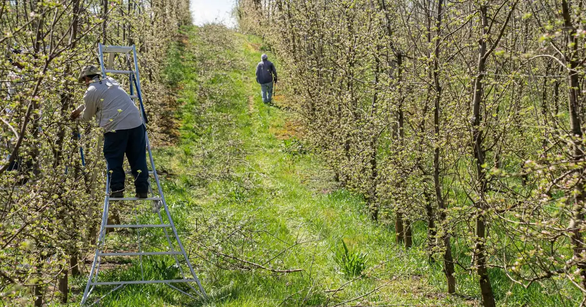 Tailler en novembre : arbres, arbustes et petits fruits du jardin