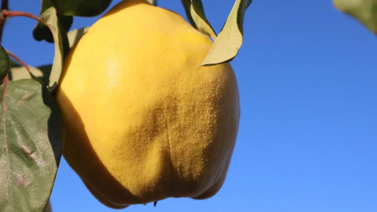 Coings : quand les cueillir et comment les conserver