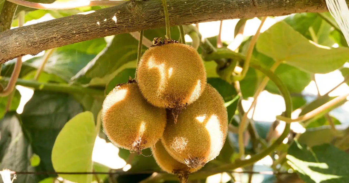 Récolter les kiwis : quand cueillir et comment bien les conserver