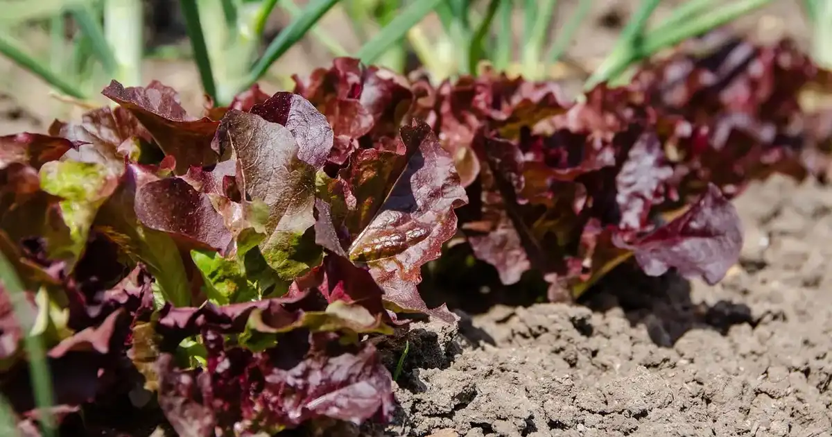 Rotation des cultures au potager : le plan simple sur quatre ans