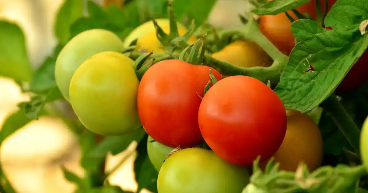 Tomates vertes en fin de saison : les faire mûrir ou les cuisiner